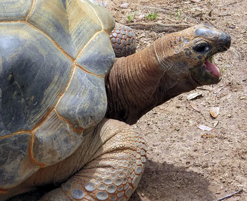 Alimentación de la tortuga de alborada