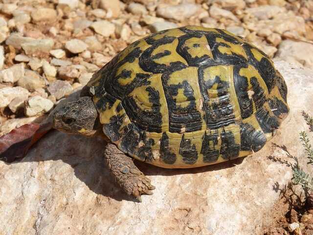 dónde es originaria esta tortuga