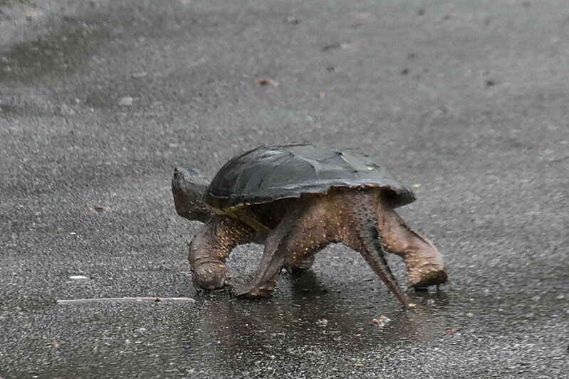 tortuga mordedora caimán cazando