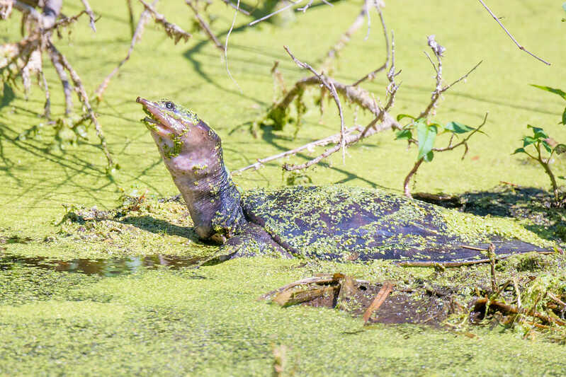 Tortuga de caparazon blando (Apalone Ferox)