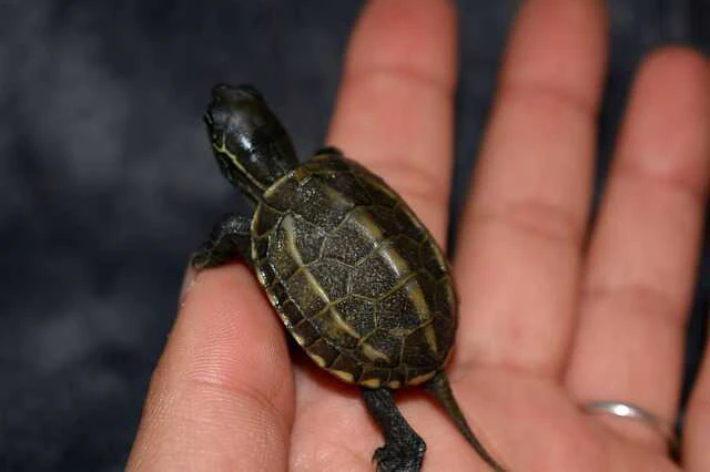 Cría de tortuga China