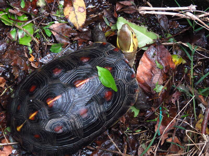 Tortuga de caja China