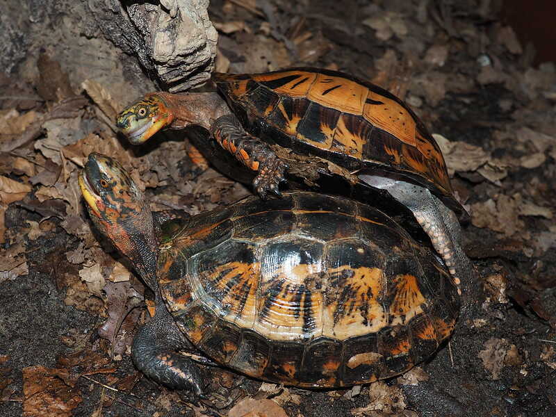 Tortuga Vietnamita o Cuora galbinifrons