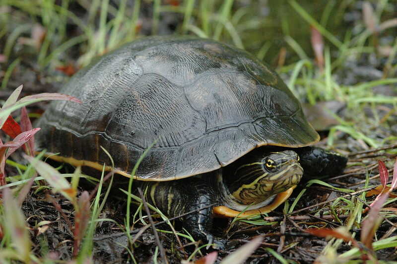Tortuga pollo