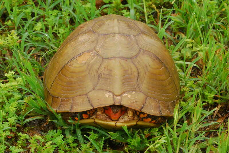 Tortuga de caja de tres dedos