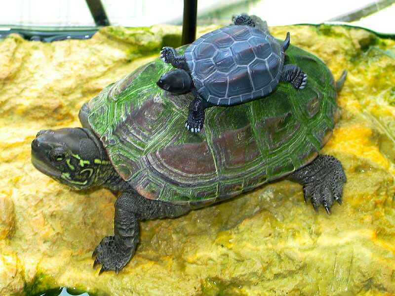 Características de la tortuga tres crestas