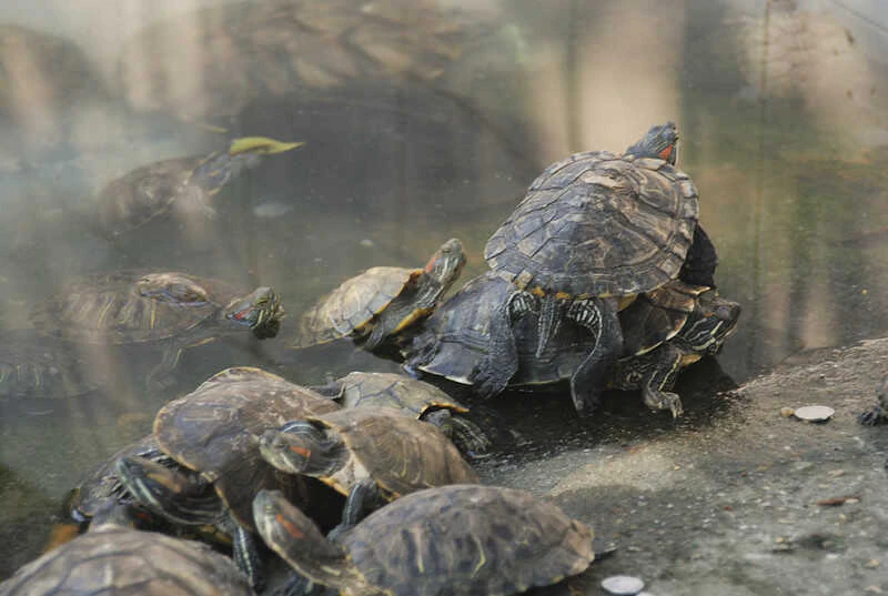 Hábitat de la tortuga China