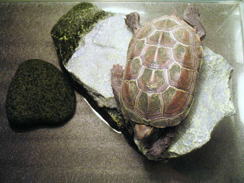 Descripción de la Tortuga de la tortuga China