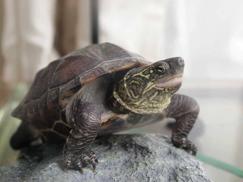 Tortuga China