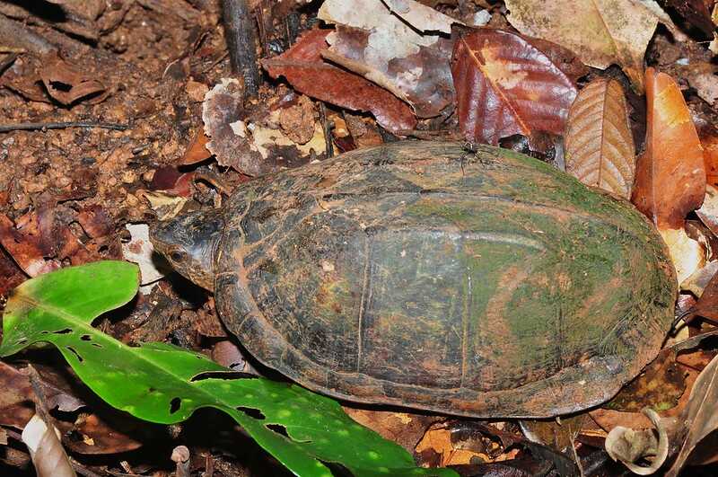 Hábitat de la tortuga, estuche, pecho quebrado o Casquito.