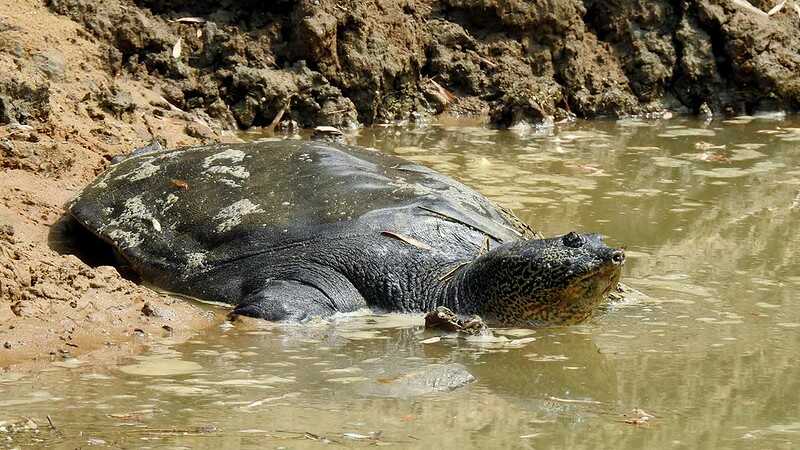 Tortuga Gigante de Caparazón Blando