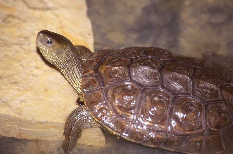 Tortuga Leprosa