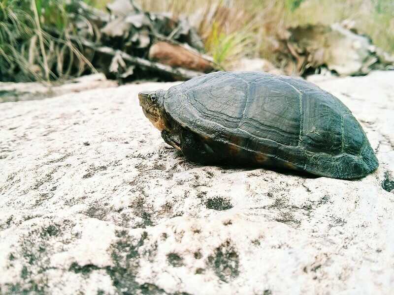 Tortuga de Arroyo