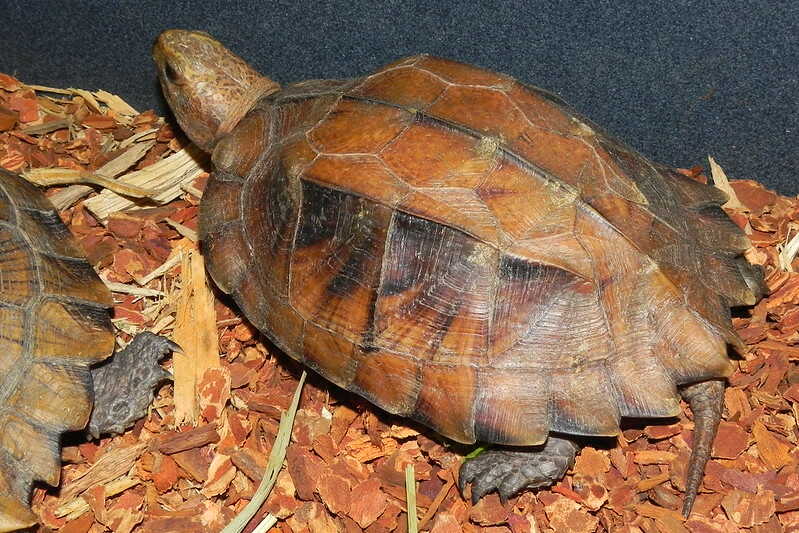Tortuga de caja carenada o Pyxidea mouhotii