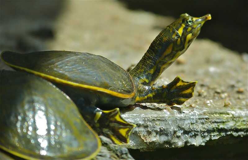 Curiosidades de la tortuga de caparazón blando espinosa