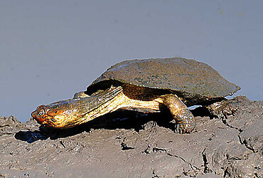 tortuga de escudo africana