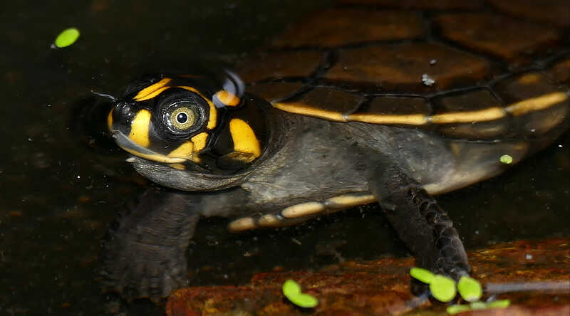 Tortuga de río con pintas amarillas
