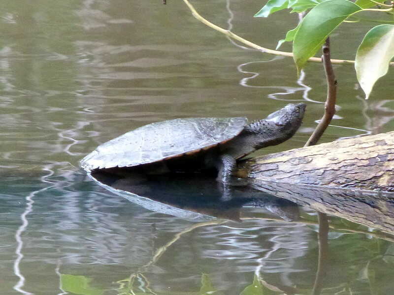 Tortuga del río de María