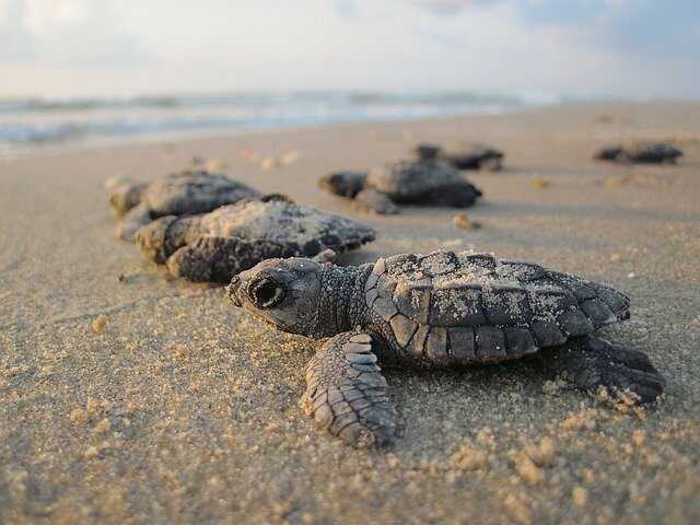 Crías de tortugas Marinas 