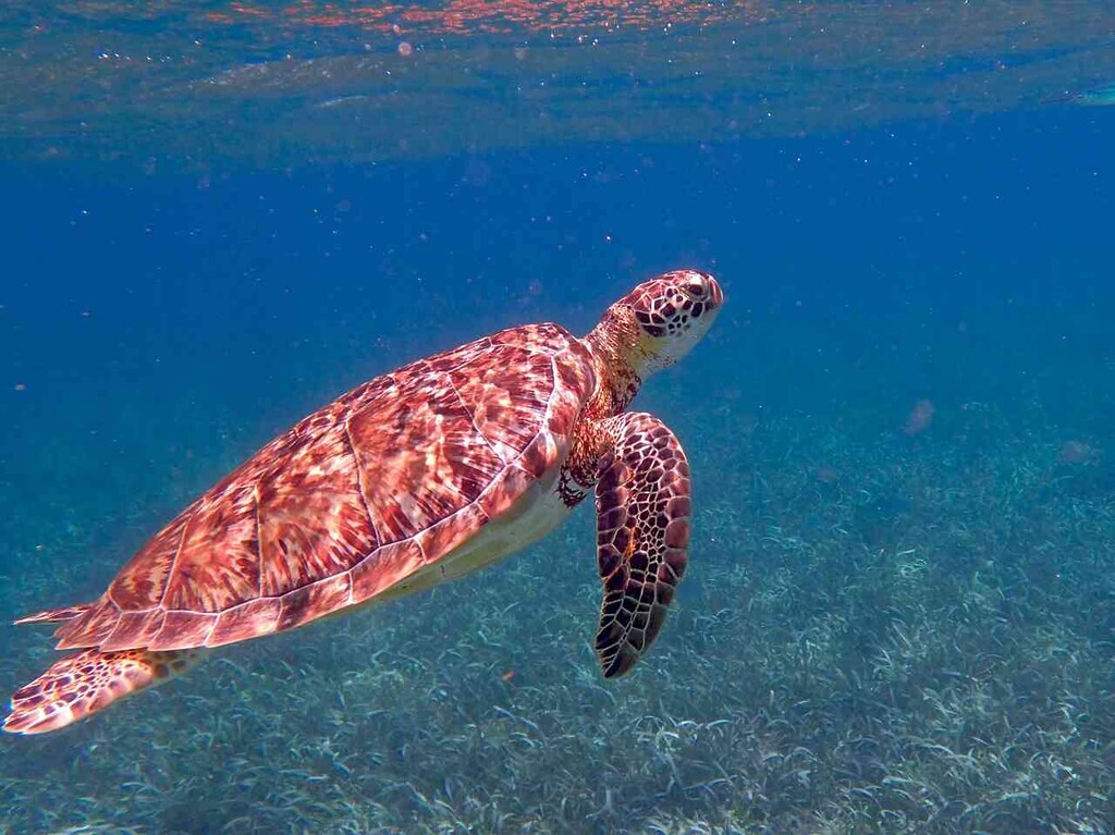 Tortugas Marinas