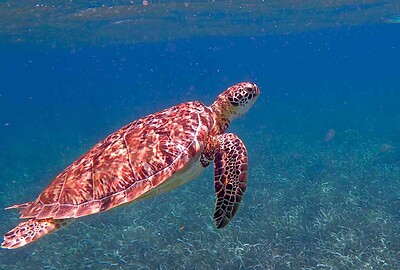 Tortugas Marinas - especies, hábitat, dónde viven, qué comen