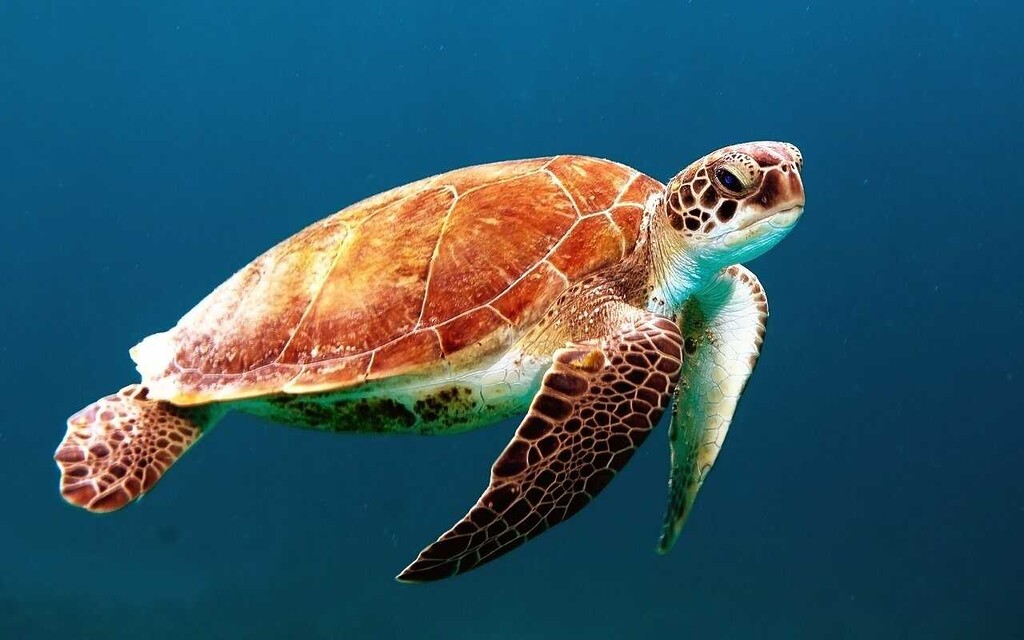 Tortugas Marinas, de tierra y agua
