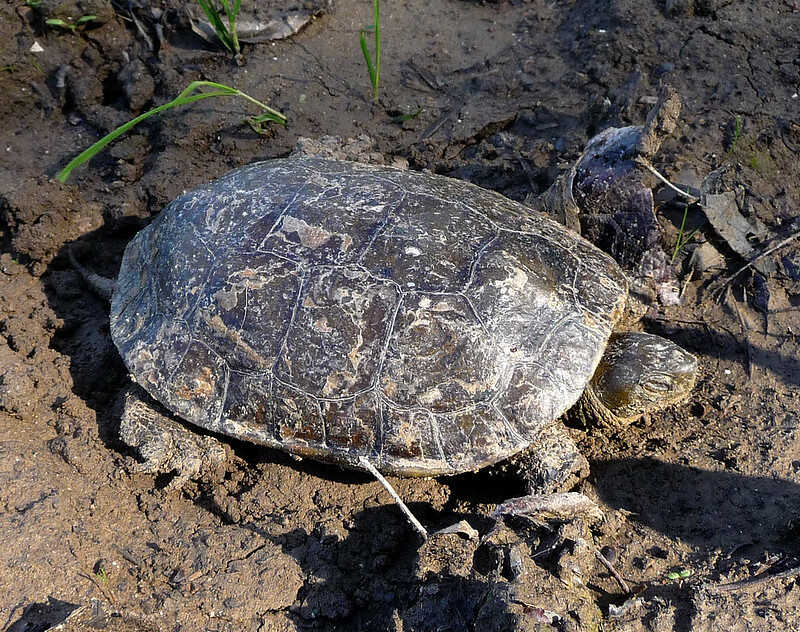Características de galápago leproso