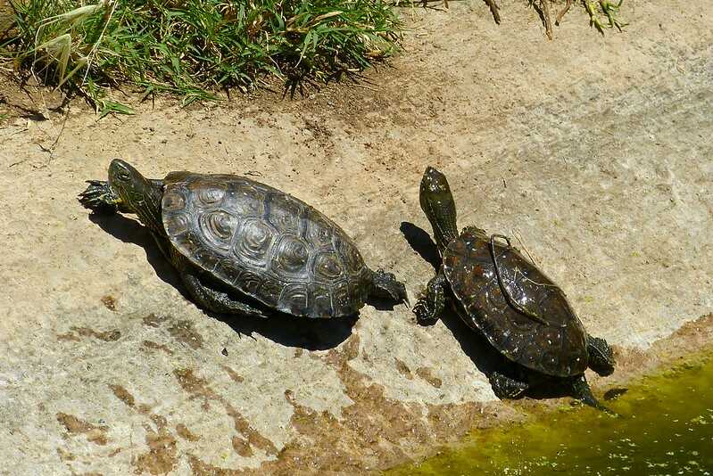 Cuántas tortugas leporsas quedan en el mundo