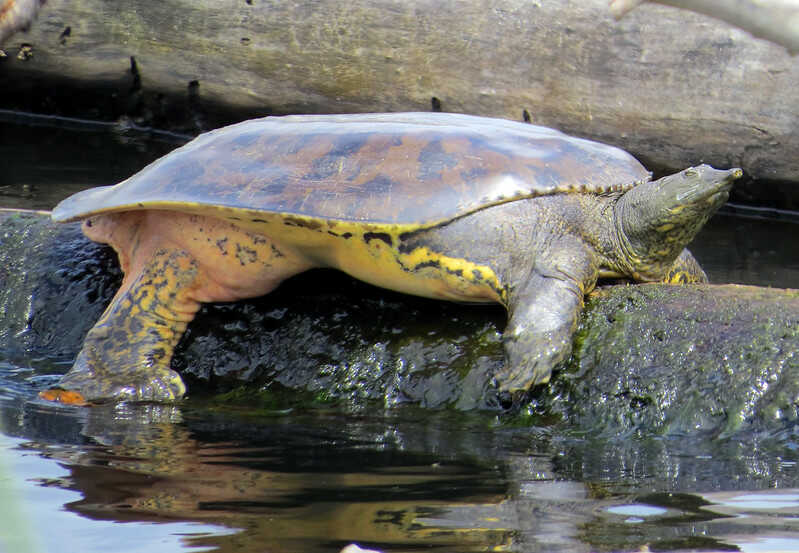 Tortuga de Caparazón Blando Espinosa - Apalone spinifera