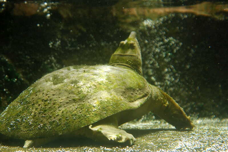 Hembra de tortuga Apalone spinifera